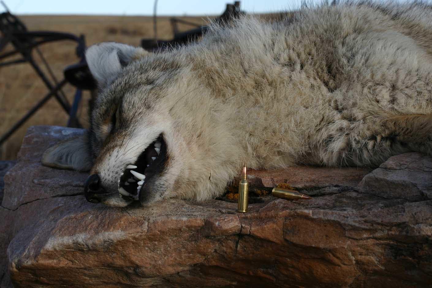 Predator Bullet Four Top-Shelf Bullets for Anchoring Coyotes | Grand View Outdoors