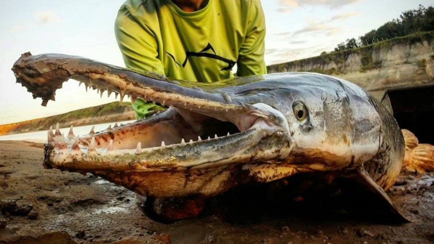 Fighting Dinosaurs Alligator Gar on Hook | Grand View Outdoors Fighting Dinosaurs Alligator Gar on Hook | Grand View Outdoors