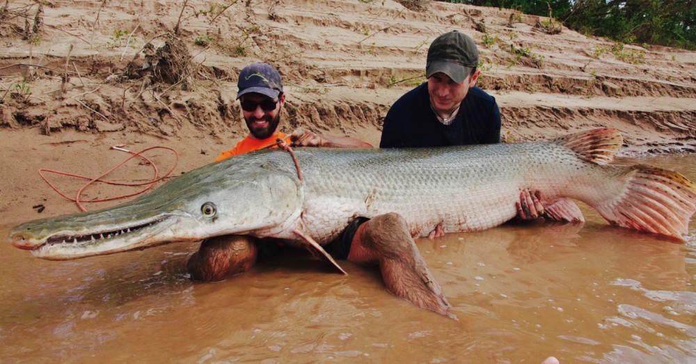 Fighting Dinosaurs Alligator Gar on Hook | Grand View Outdoors Fighting Dinosaurs Alligator Gar on Hook | Grand View Outdoors