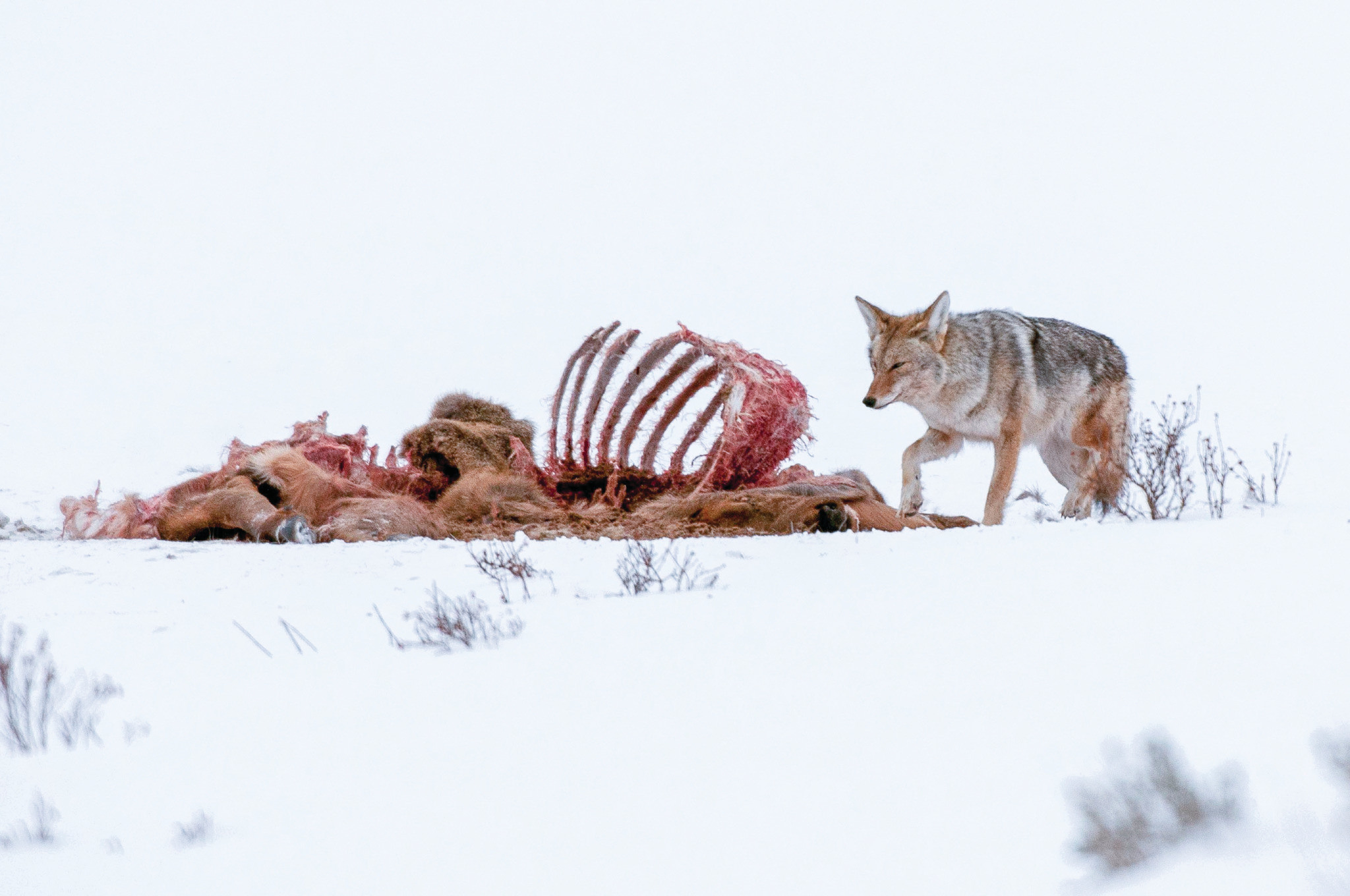 catching coyotes with fish hooks The Black Book of Coyote Trapping I set my 1st COYOTE