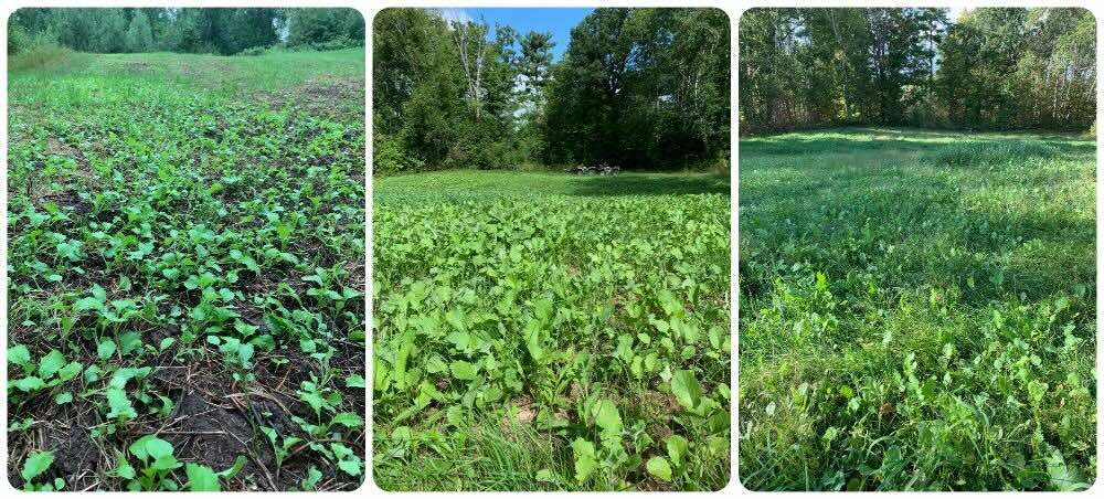 Barney Plot three dates