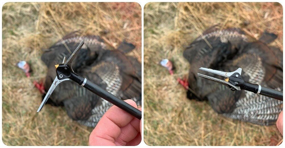 Dirty Bird after killing turkey