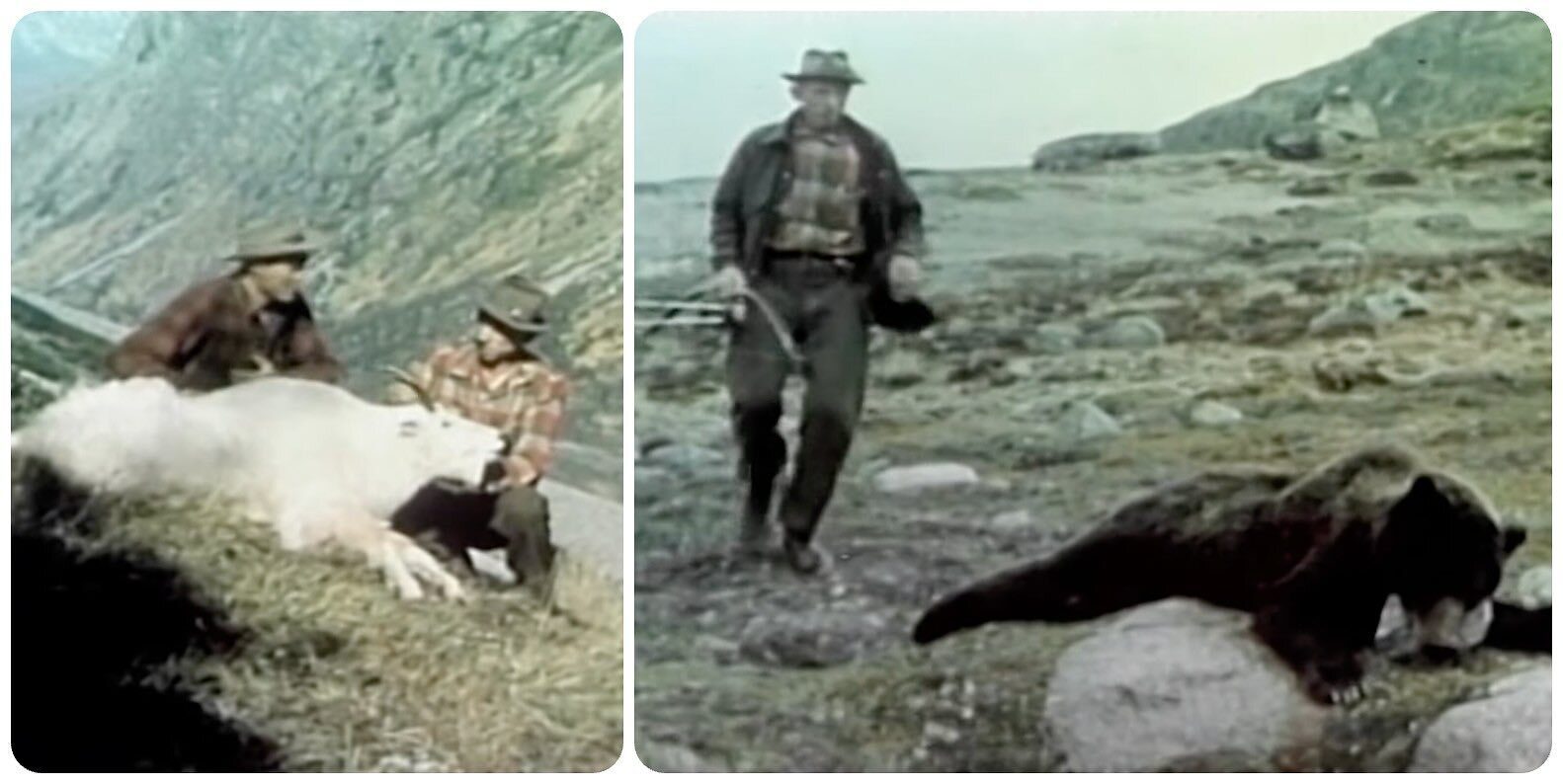 Fred Bear mountain goat and grizzly