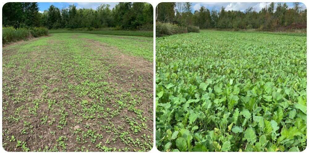 John Deere Brassica Binge collage
