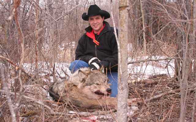 Catching Wolves Tips For Trapping Wolves From A Veteran Trapper | Grand View Outdoors