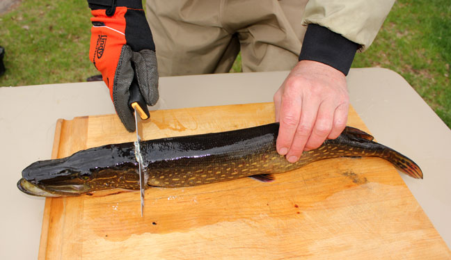 How to clean pike