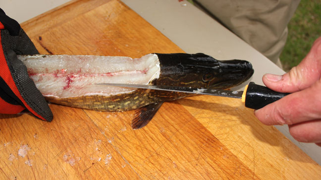 How to clean pike