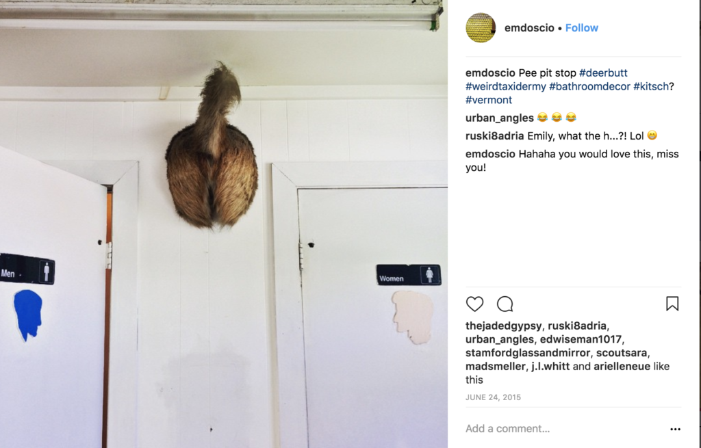 weird taxidermy