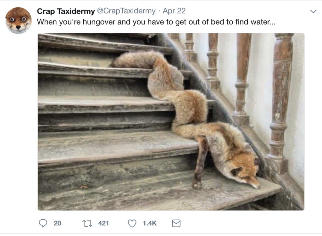 weird taxidermy