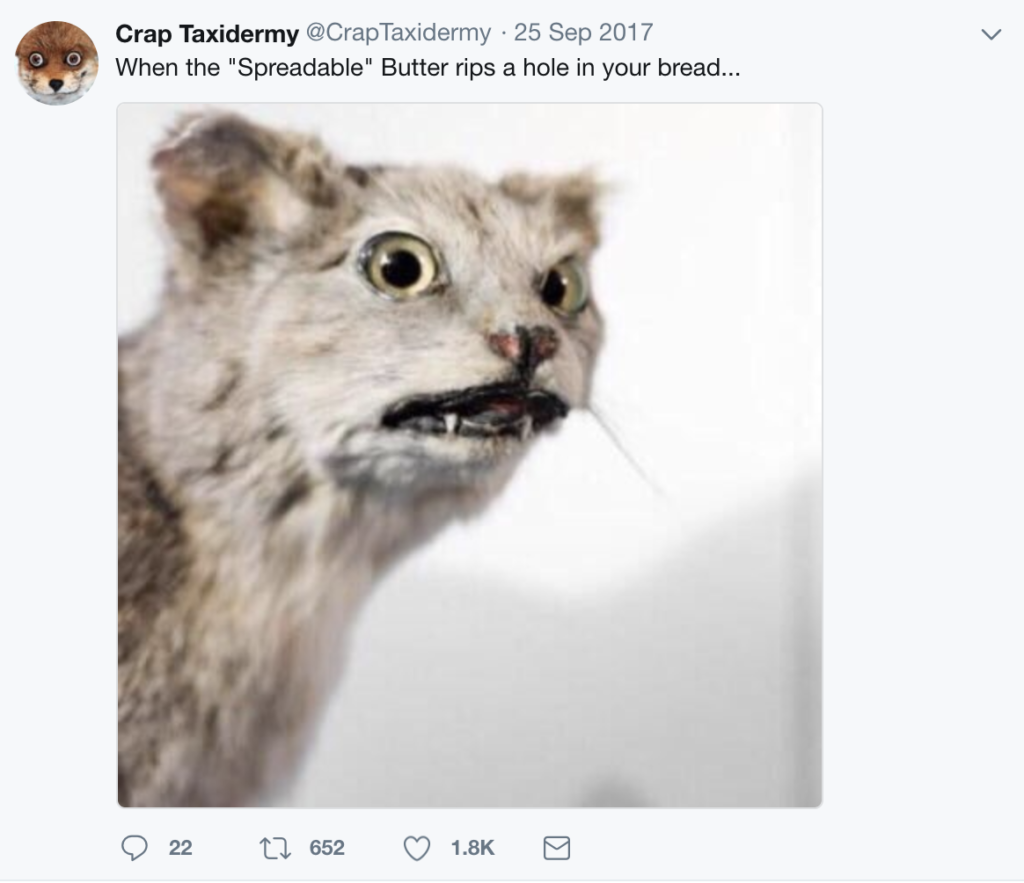 weird taxidermy