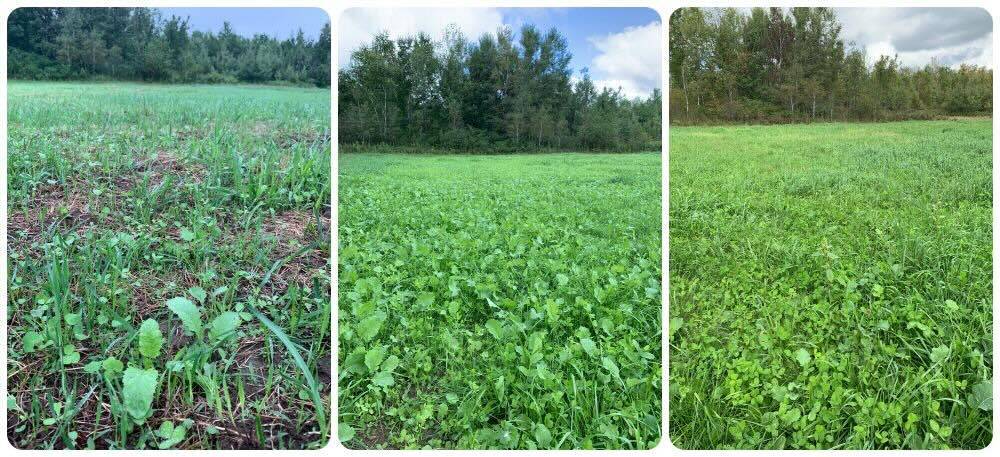 Simply Scatter collage fall 2025