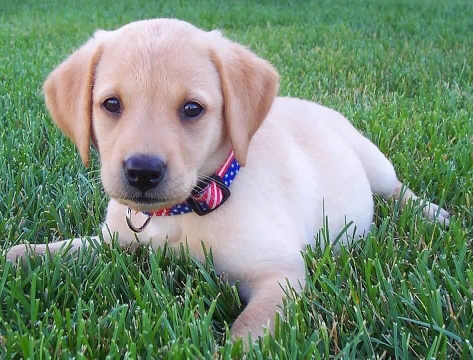 Togo first day at home