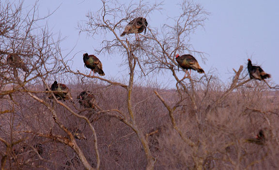 wild turkey routine