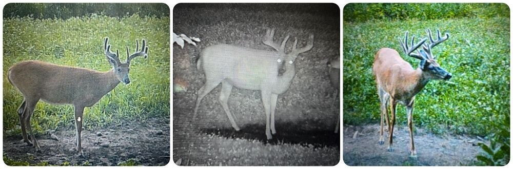 Bucks at mineral sites