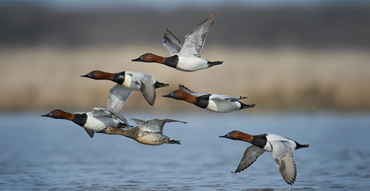 Canvasbacks flying