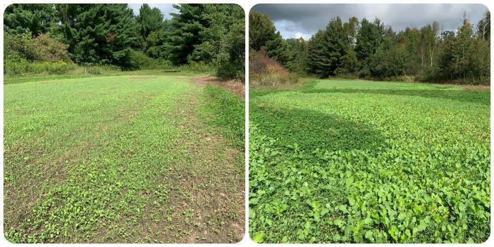 Collage No 3 growing dates