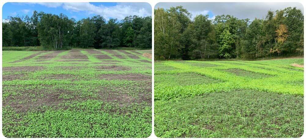 Collage replanting WI 2025