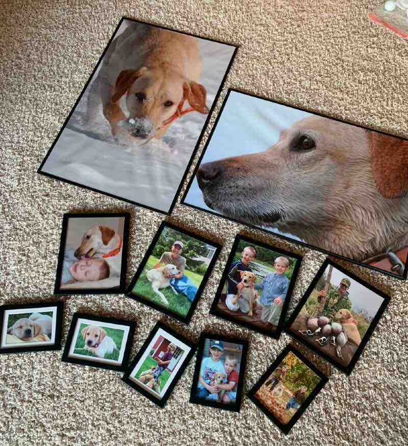 Framed pics of Togo on carpet