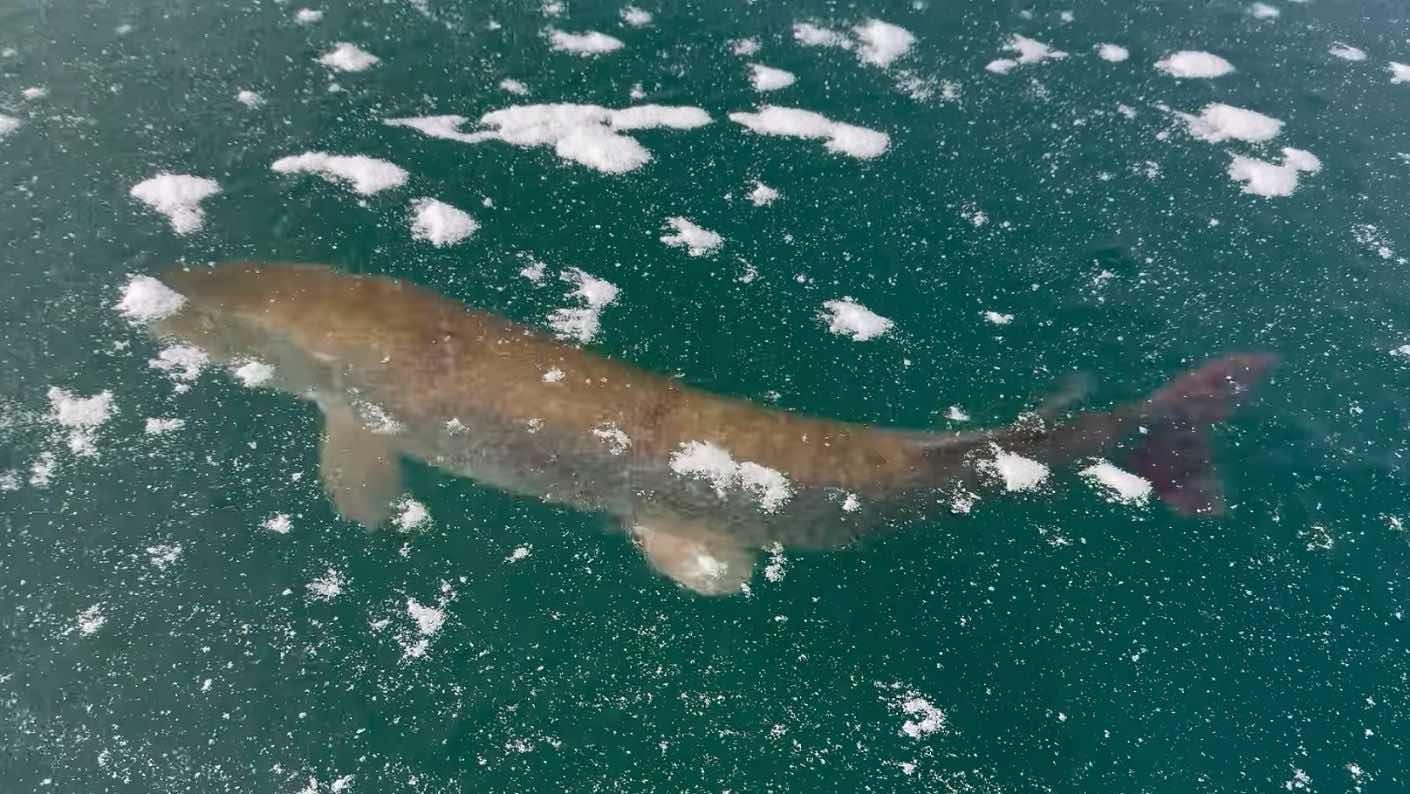 40 Inch Pyke Ice Fishing Video: 40-Plus-Inch Northern Pike… | Grand View Outdoors