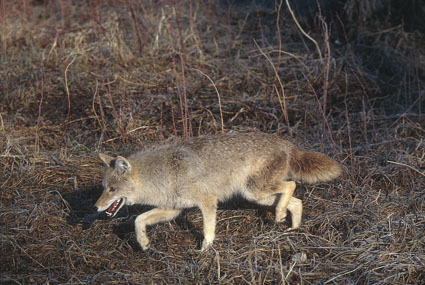 coyote hunting