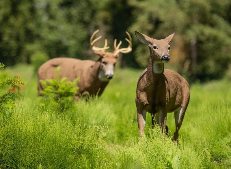 Dsd Rear Body View Video: Crazy-Good New Bedded Doe Decoy from DSD | Grand View Outdoors