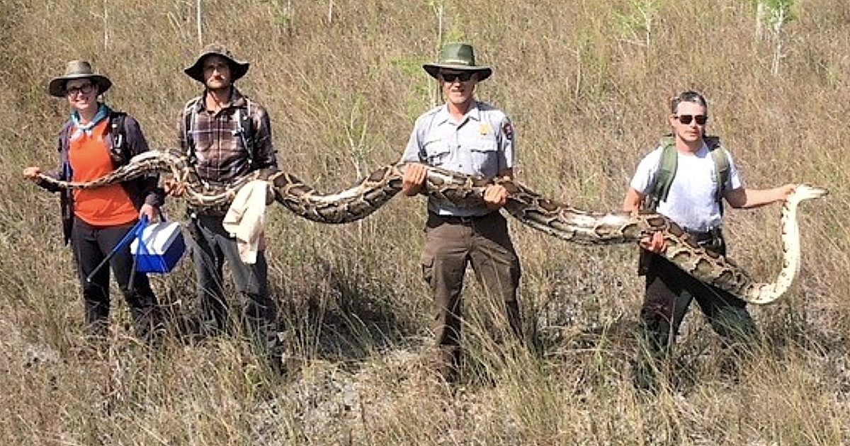 Another Terrifying Record Burmese Python… | Grand View Outdoors