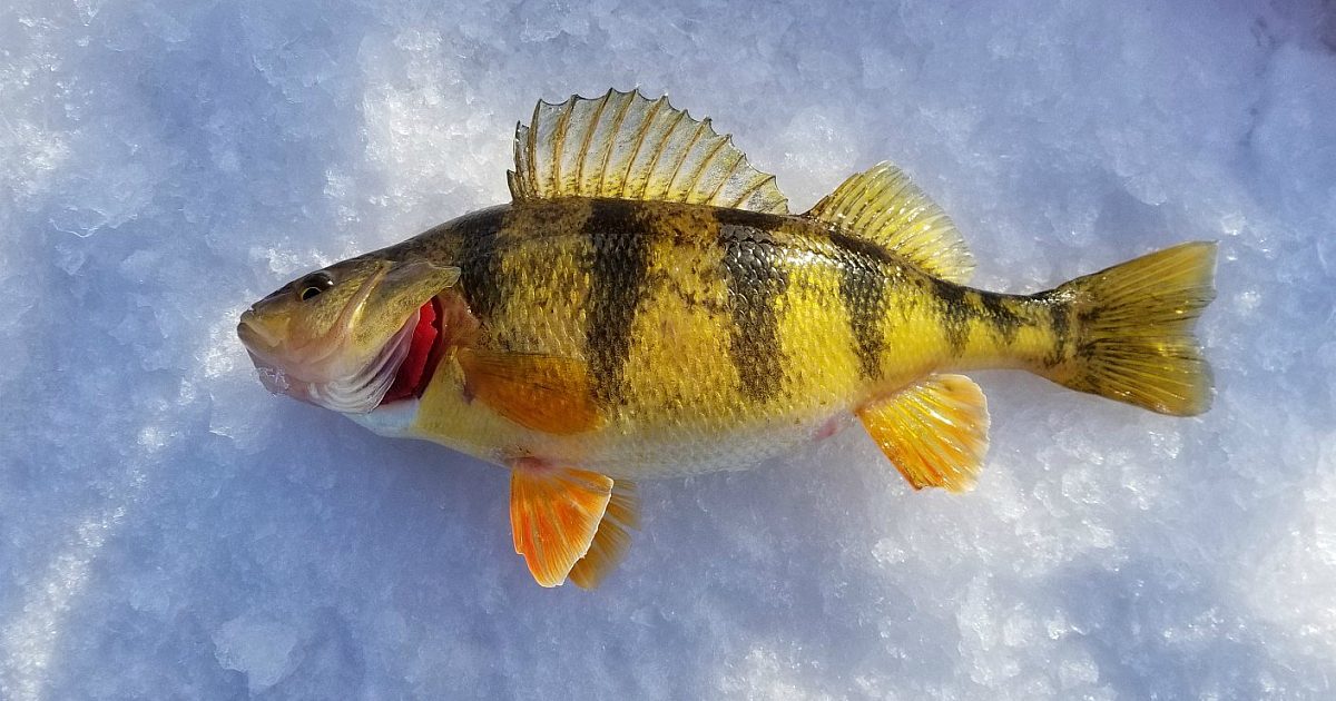Early Ice Safety Tips | Grand View Outdoors