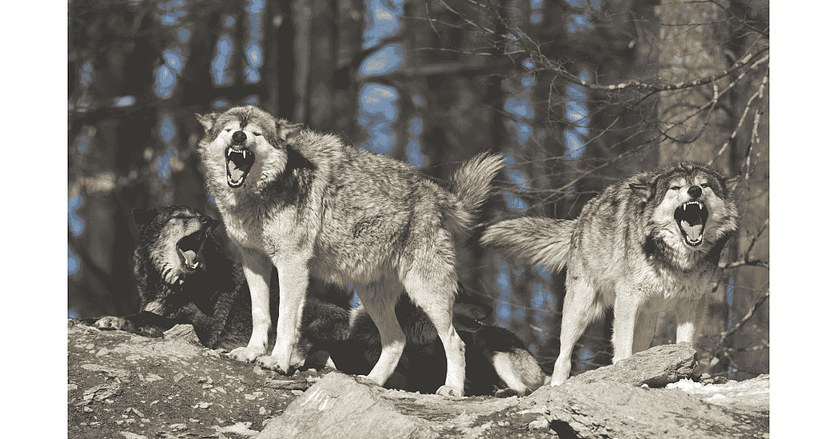 A Push to Delist Wolves Under Way | Grand View Outdoors