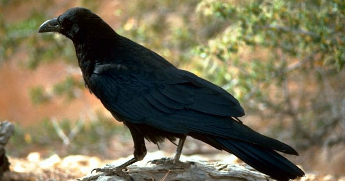 www.grandviewoutdoors.com