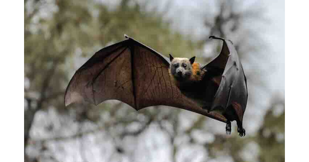 Death Confirmed From Rabies After Exposure to a… | Grand View Outdoors