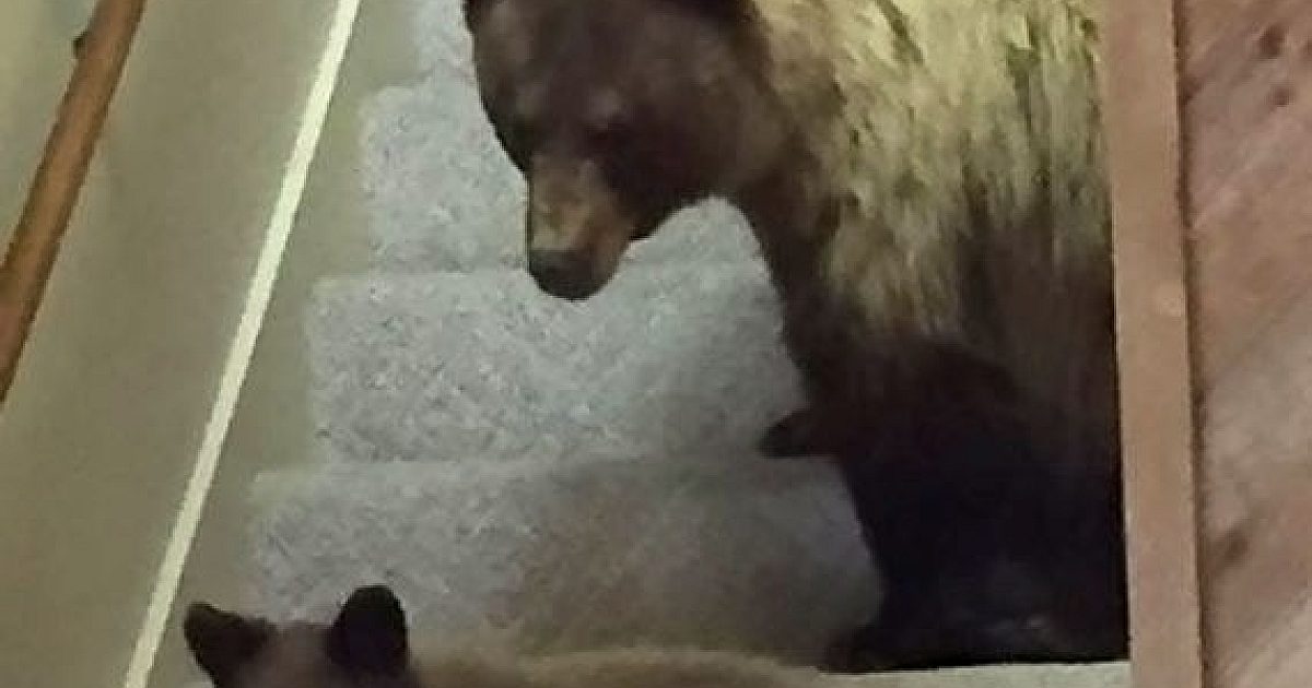 Black Bear, Cub Break Into Wyoming House | Grand View Outdoors