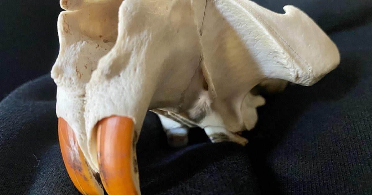 Why Beavers Have Orange Teeth | Grand View Outdoors