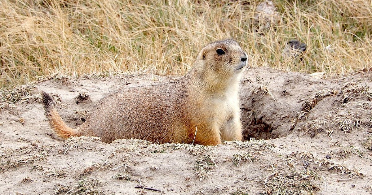Varmint Hunting Benefits: What Is a Varmint and… | Grand View Outdoors