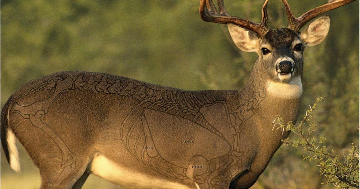 Are You Aiming at the Wrong Spot on a Broadside… | Grand View Outdoors