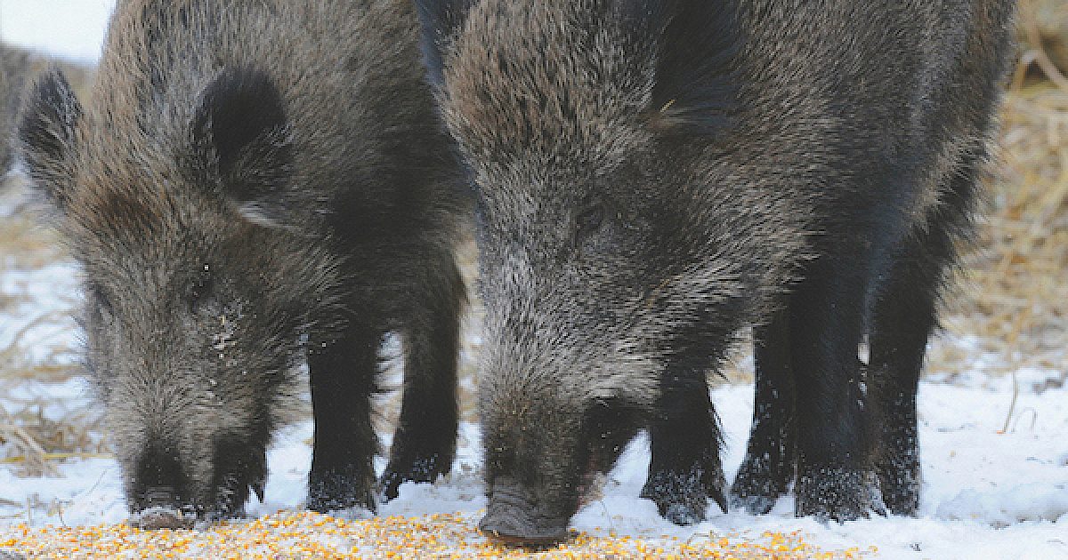 Circuit Baiting Wild Hogs | Grand View Outdoors