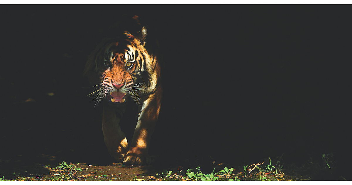 Deadliest Predators Ever | Grand View Outdoors