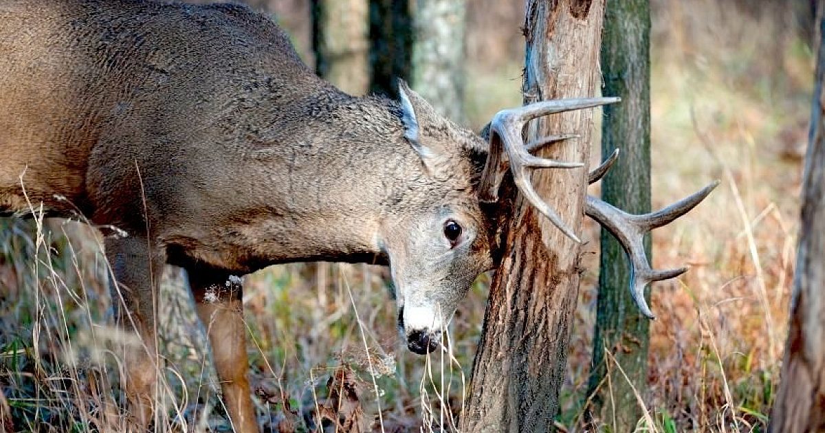 14 Things You Didn’t Know About Buck Rubs | Grand View Outdoors