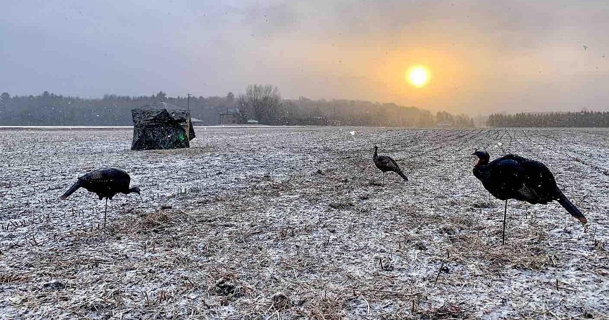 Bowhunting Eastern Wild Turkeys in the Midwest | Grand View Outdoors
