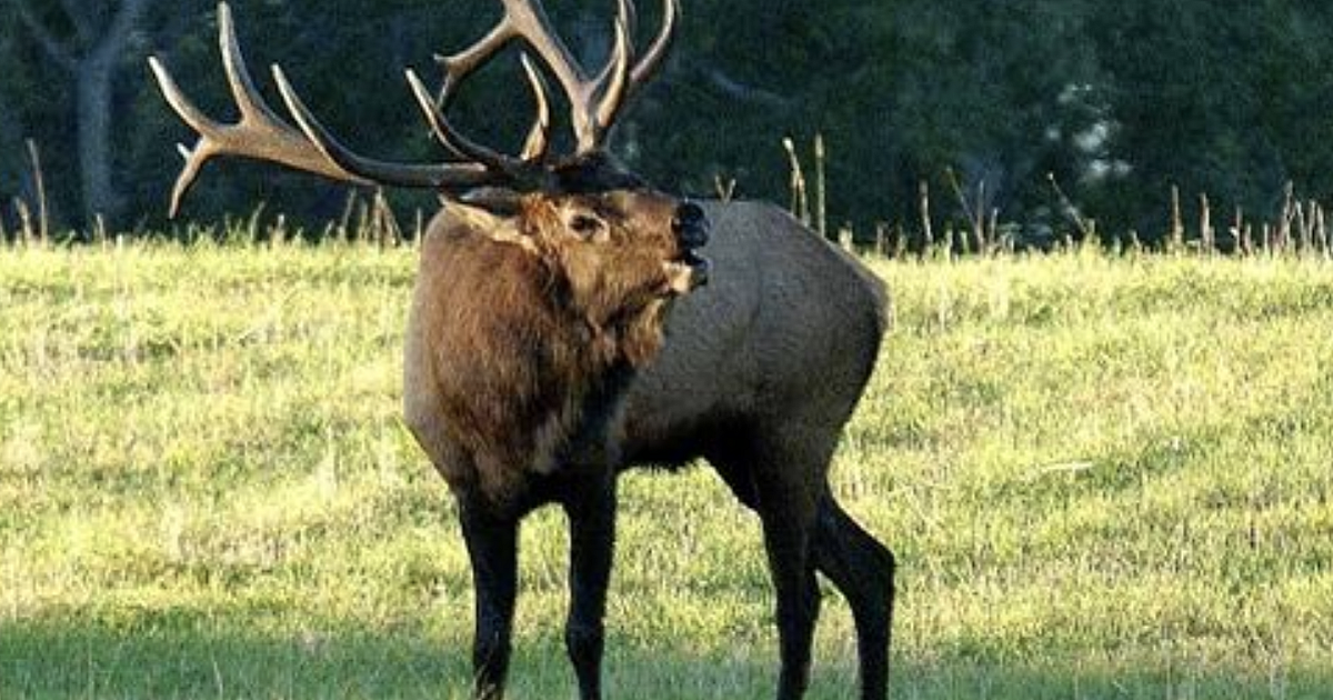 Small Tract Part of Larger Puzzle for Elk… | Grand View Outdoors