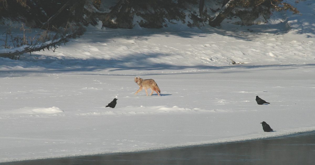 Hunting Cold Weather Predators | Grand View Outdoors