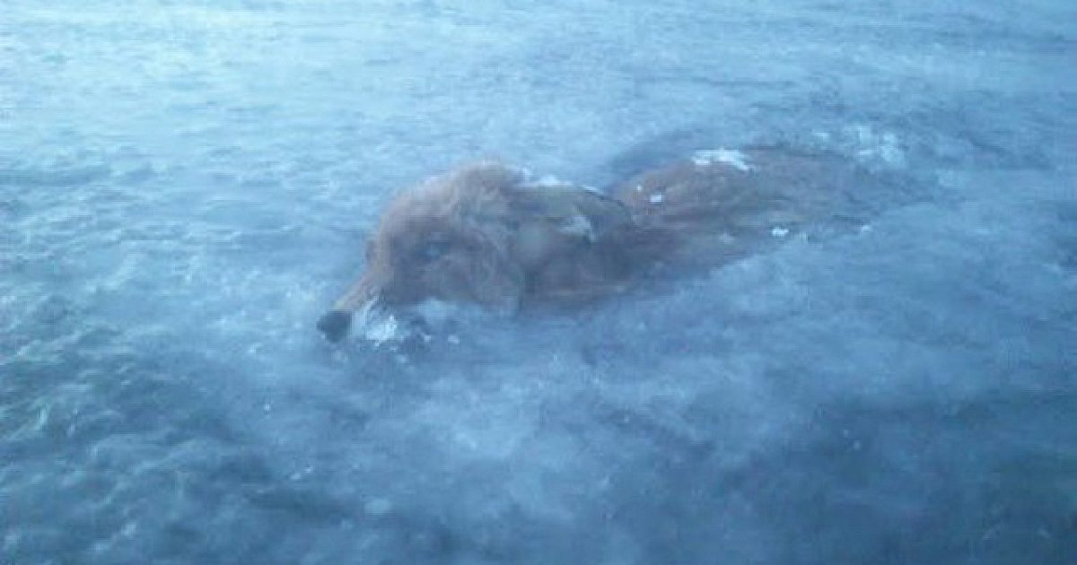 Fox discovered frozen in lake | Grand View Outdoors