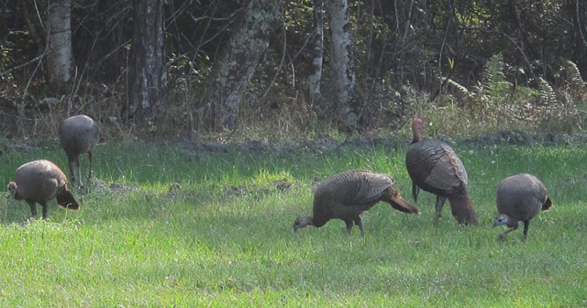 Turkey Hunting Season Opens In Connecticut | Grand View Outdoors
