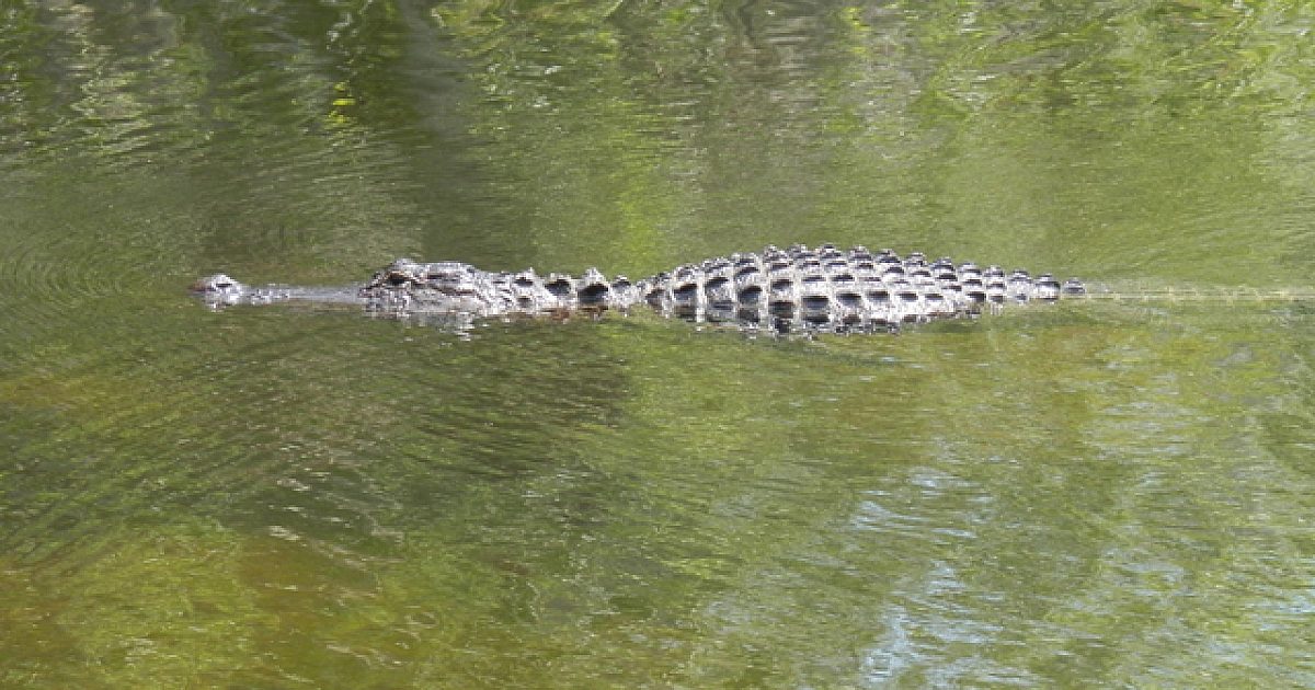 Processing Alligators Is A Growing Business | Grand View Outdoors