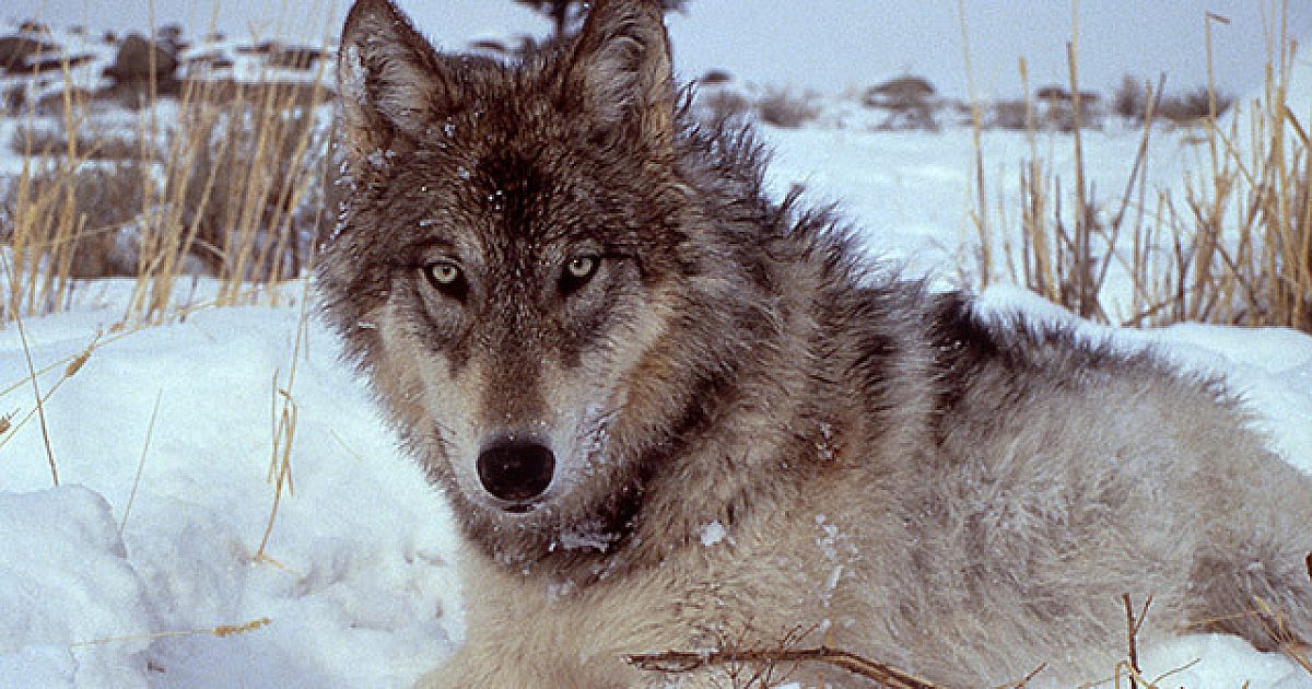 Mysterious 'Coywolf' Could Be Prowling The… | Grand View Outdoors