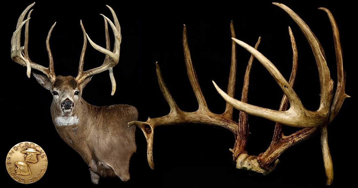 Largest U.S. Typical Whitetail Verified by B&C