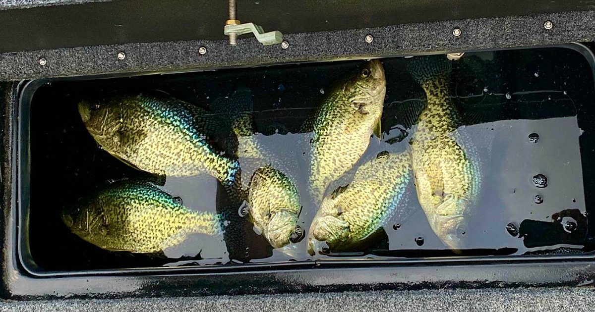 Alaska Guide’s Tip: How to Bleed Fish for… | Grand View Outdoors