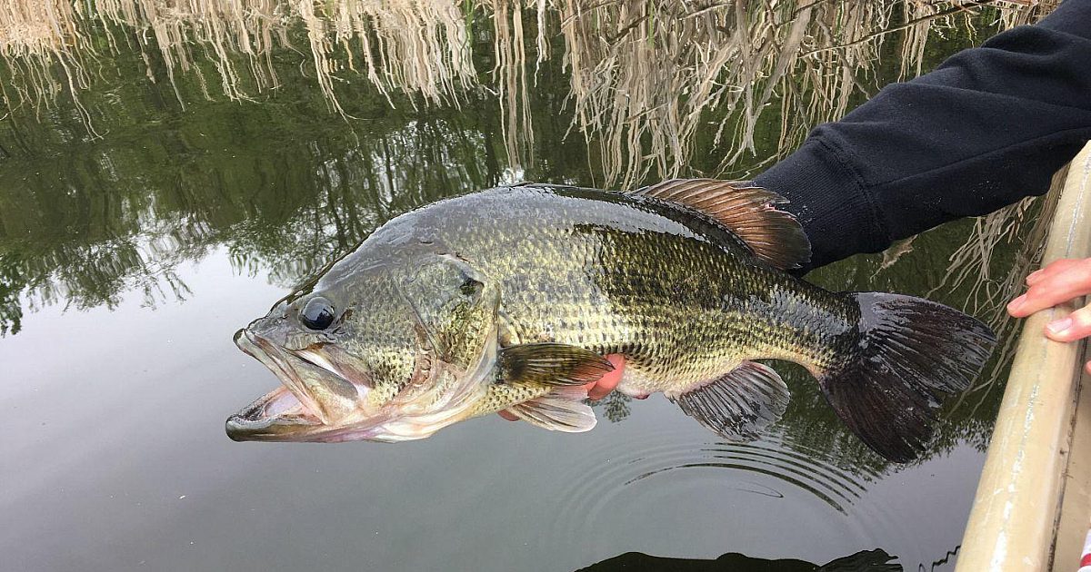 best largemouth bass lures spring northern states Nomad Tackle Ultimate Bundle 2 Favorite Lures for Spring