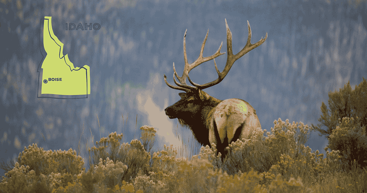 Idaho Wildlife Officials Remove Wolves to Aid Elk Survival