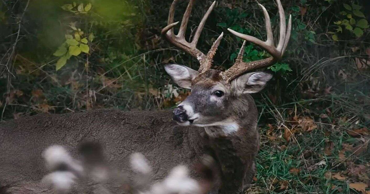 Whitetail Video: Jared Mills’ Best Rattling Tip… | Grand View Outdoors