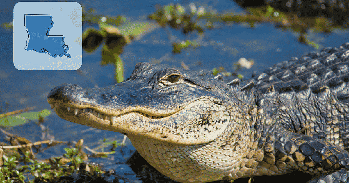 Louisiana Sets Inaugural Recreational Hunting Season for Alligators